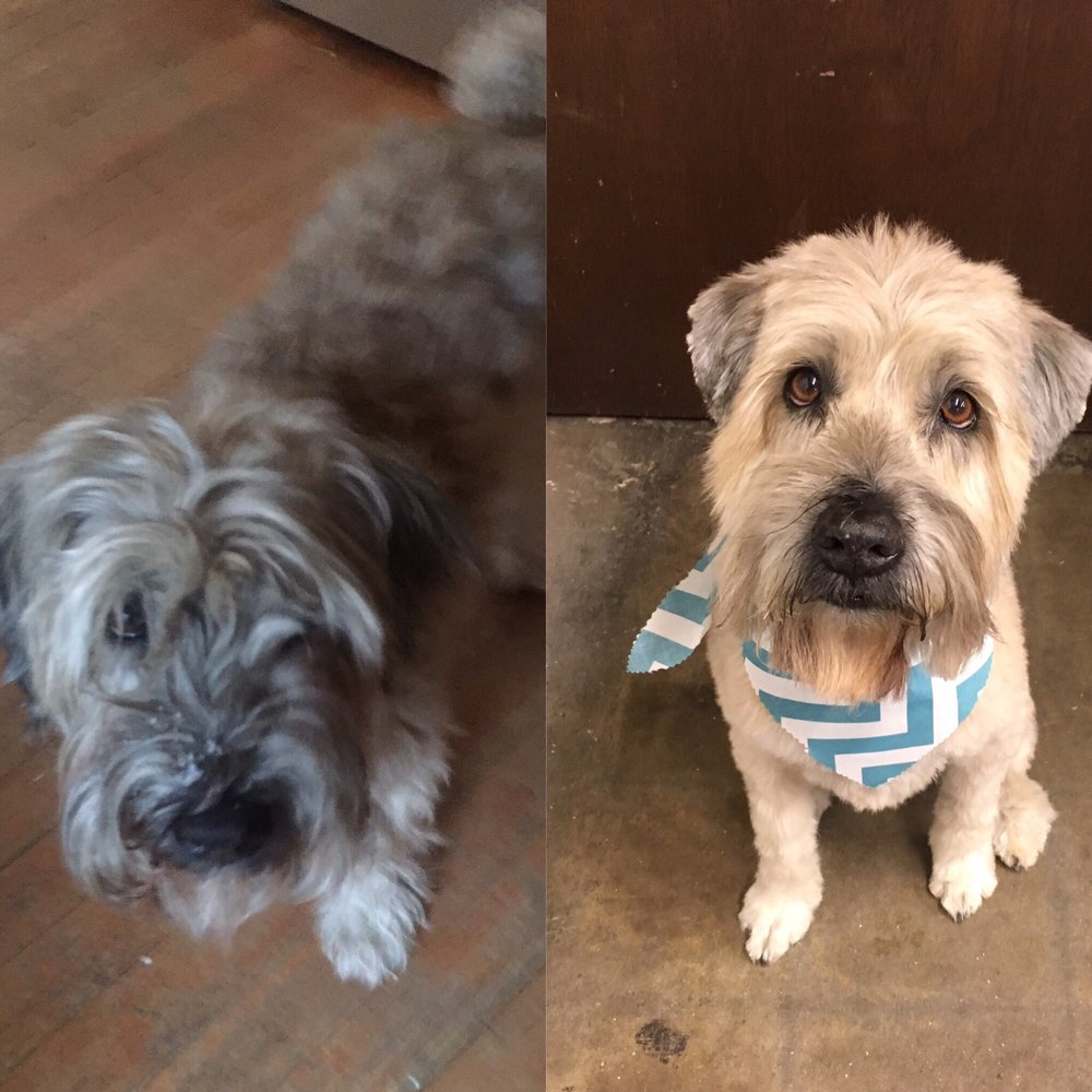 Before and after grooming