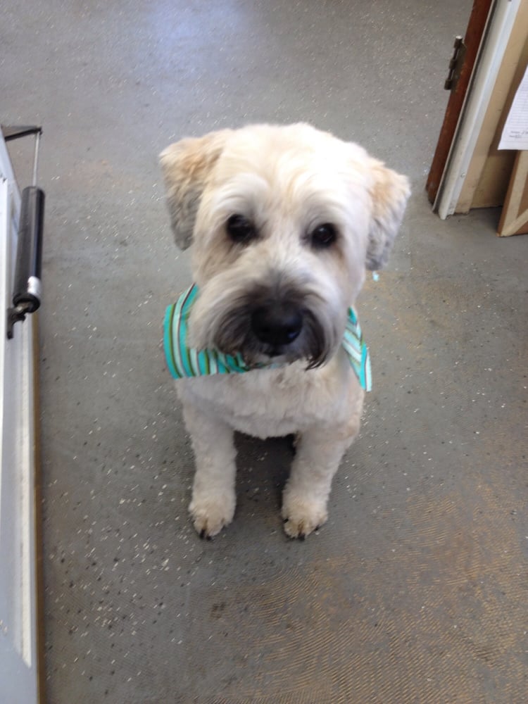 Clean and styled pup