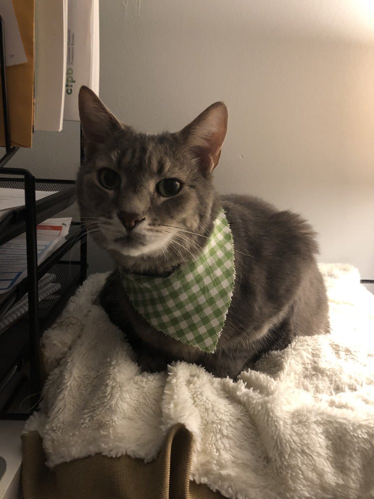 Salon grooming result